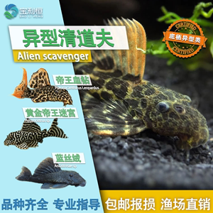 十二條魚不能隨便養(yǎng)—揭秘養(yǎng)魚風水與科學禁忌，十二條魚的風水奧秘與科學飼養(yǎng)禁忌全解析 十二條魚不能隨便養(yǎng)—揭秘養(yǎng)魚風水與科學禁忌，十二條魚的風水奧秘與科學飼養(yǎng)禁忌全解析 龍魚百科 第3張