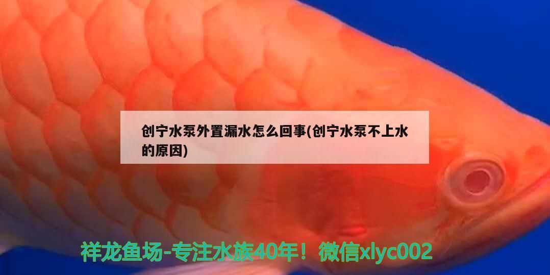 創寧水泵外置漏水怎么回事(創寧水泵不上水的原因)