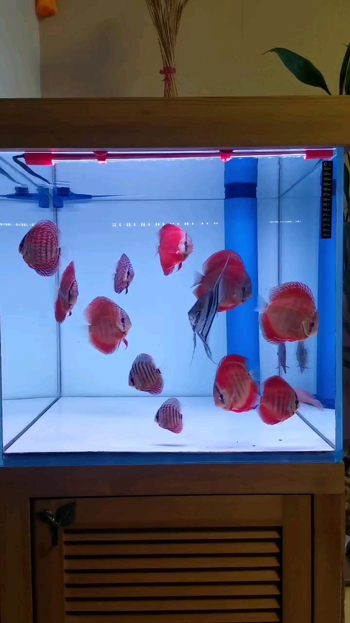 想換魚玩，深魚友價打包出一缸七彩神仙 想換魚玩，深魚友價打包出一缸七彩神仙 龍魚論壇