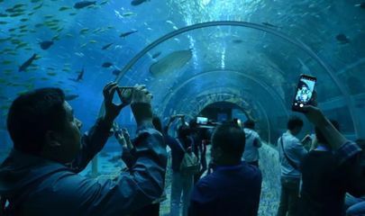 水族館隧道如何增強游客互動（水族館隧道vr體驗） 水族館隧道如何增強游客互動（水族館隧道vr體驗） 水族館百科（水族館加盟） 第5張
