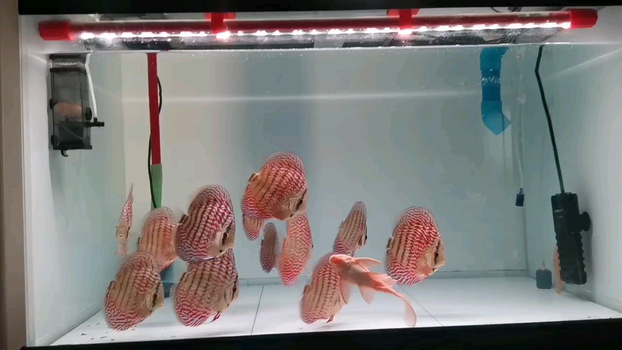紅龍魚用黃燈烤有用嗎 想換魚玩魚友價出一缸德松壓成,潛力股 龍魚論壇 想換魚玩魚友價出一缸德松壓成,潛力股 想換魚玩魚友價出一缸德松壓成,潛力股 龍魚論壇