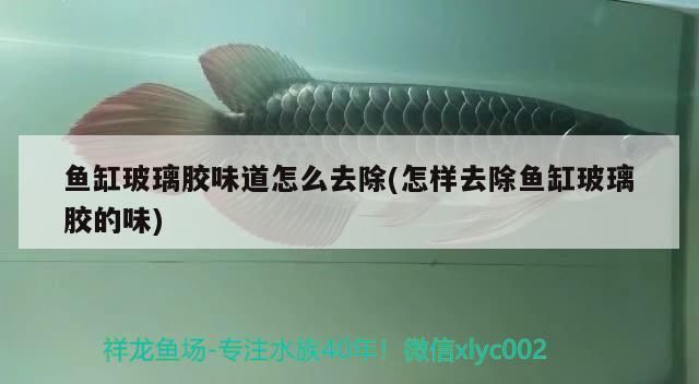 魚缸玻璃膠味道怎么去除(怎樣去除魚缸玻璃膠的味) 魚缸玻璃膠味道怎么去除(怎樣去除魚缸玻璃膠的味) 金龍魚百科