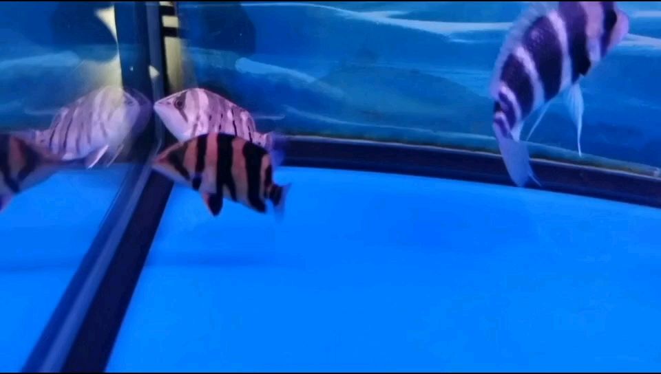 新添一小虎！