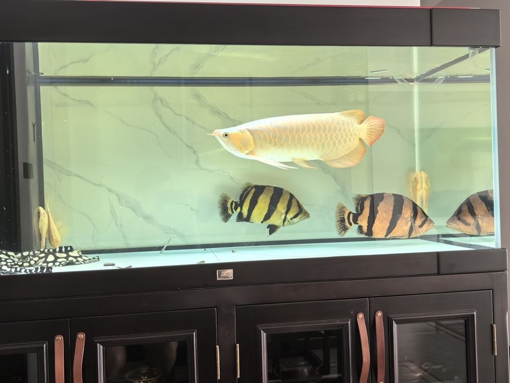 出入虎魚圈，怎么看品相