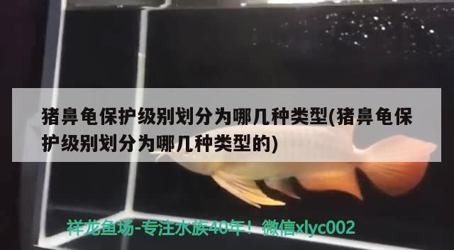 豬鼻龜保護級別劃分為哪幾種類型(豬鼻龜保護級別劃分為哪幾種類型的) 豬鼻龜保護級別劃分為哪幾種類型(豬鼻龜保護級別劃分為哪幾種類型的) 豬鼻龜百科