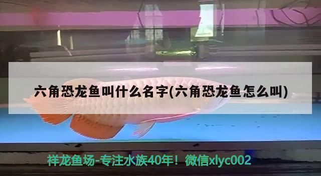 十大最兇猛鎮(zhèn)宅魚，守護家宅的霸氣水族衛(wèi)士，十大兇猛鎮(zhèn)宅魚，護家辟邪的霸氣水族衛(wèi)士 十大最兇猛鎮(zhèn)宅魚，守護家宅的霸氣水族衛(wèi)士，十大兇猛鎮(zhèn)宅魚，護家辟邪的霸氣水族衛(wèi)士 龍魚百科 第2張