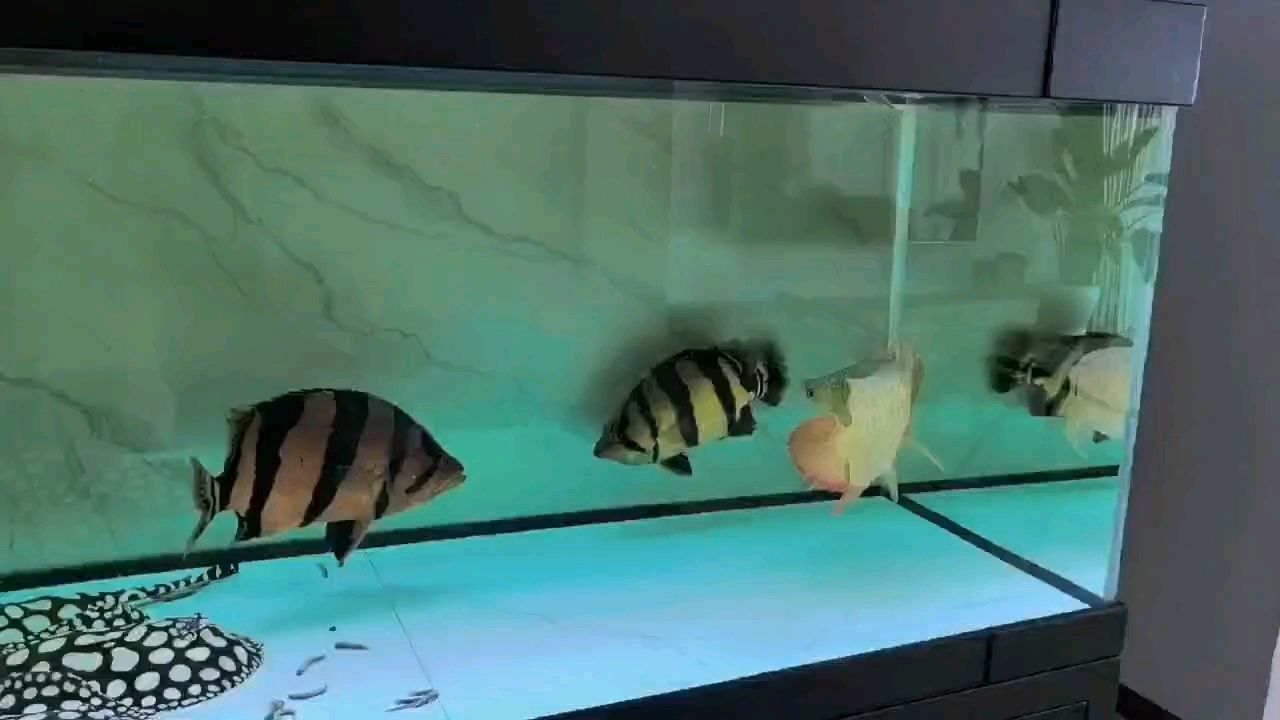 準備分缸