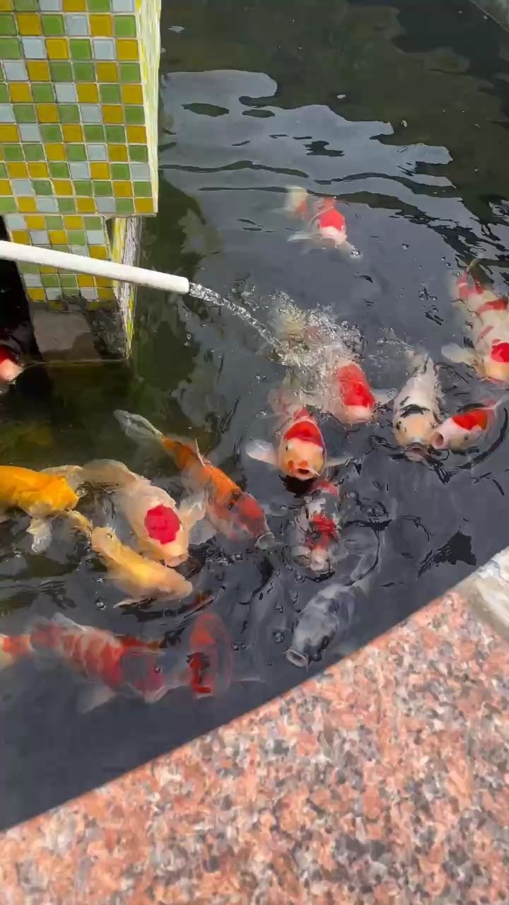 入冬 入冬 龍魚論壇