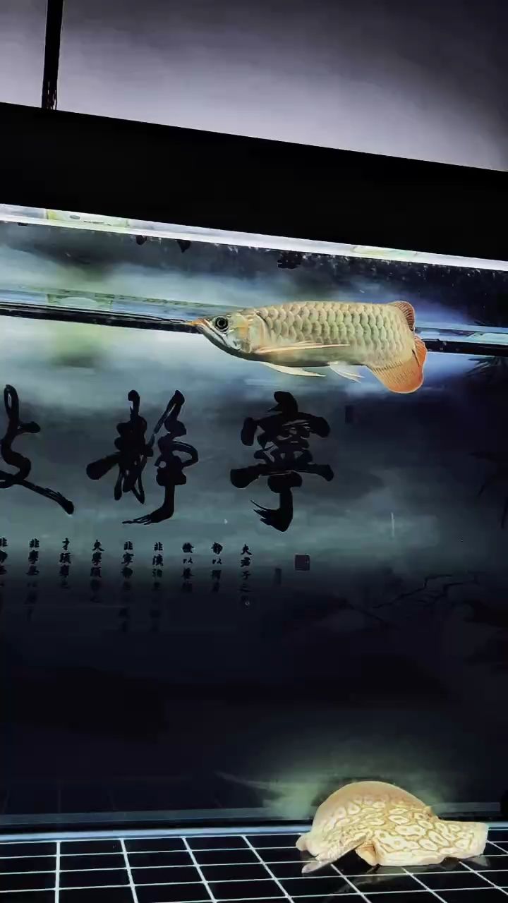 得閑拍魚