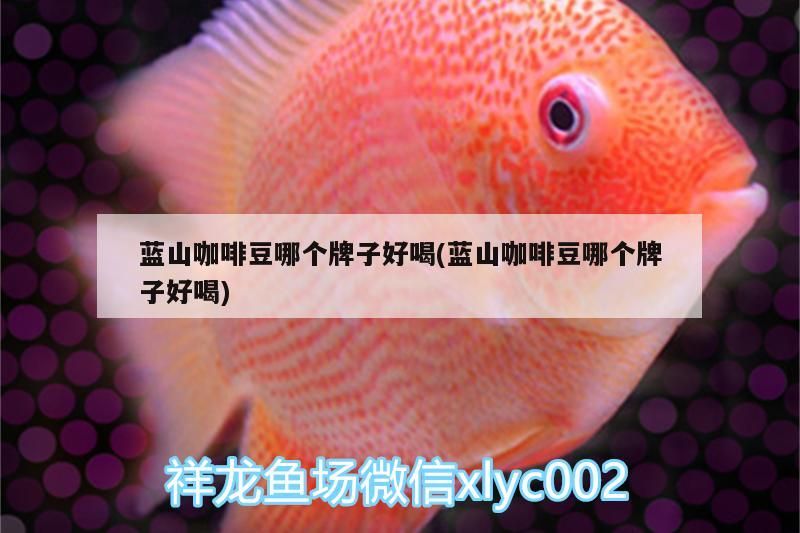 藍山咖啡豆哪個牌子好喝(藍山咖啡豆哪個牌子好喝) 藍山咖啡豆哪個牌子好喝(藍山咖啡豆哪個牌子好喝) 馬來西亞咖啡