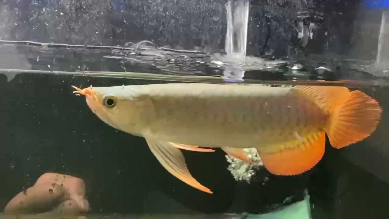 沈陽市大東區(qū)得人漁夫觀賞魚網(wǎng)店