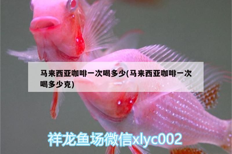馬來西亞咖啡一次喝多少(馬來西亞咖啡一次喝多少克)