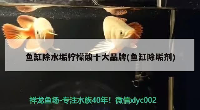 鸚鵡魚和銀龍魚混養怎樣喂食 魚缸除水垢檸檬酸十大品牌(魚缸除垢劑) 觀賞魚百科 魚缸除水垢檸檬酸十大品牌(魚缸除垢劑) 魚缸除水垢檸檬酸十大品牌(魚缸除垢劑) 觀賞魚百科