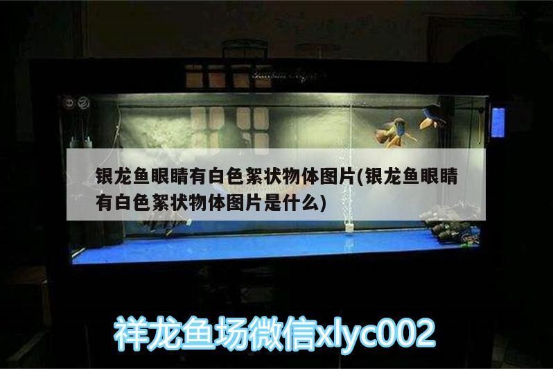 銀龍魚眼睛有白色絮狀物體圖片(銀龍魚眼睛有白色絮狀物體圖片是什么) 銀龍魚眼睛有白色絮狀物體圖片(銀龍魚眼睛有白色絮狀物體圖片是什么) 銀龍魚百科