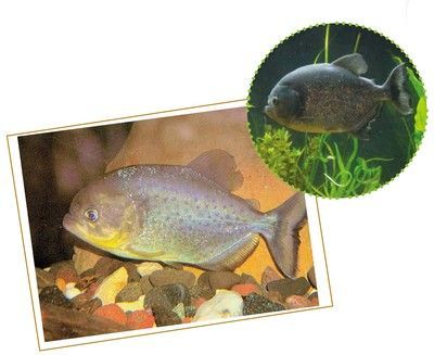 虎魚功效與作用禁忌：虎魚的功效與作用 虎魚功效與作用禁忌：虎魚的功效與作用 虎魚百科 第2張