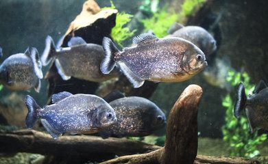 虎魚功效與作用禁忌：虎魚的功效與作用 虎魚功效與作用禁忌：虎魚的功效與作用 虎魚百科 第3張