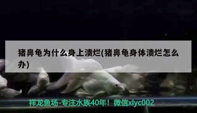 豬鼻龜為什么身上潰爛(豬鼻龜身體潰爛怎么辦) 豬鼻龜為什么身上潰爛(豬鼻龜身體潰爛怎么辦) 豬鼻龜百科