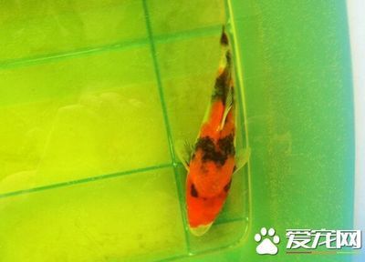 十大最吉利的動物，象征吉祥與好運的自然使者，十大象征吉祥與好運的吉利動物，自然界的幸運使者