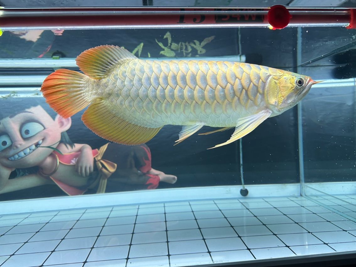 掌控之中 掌控之中 龍魚論壇 第1張