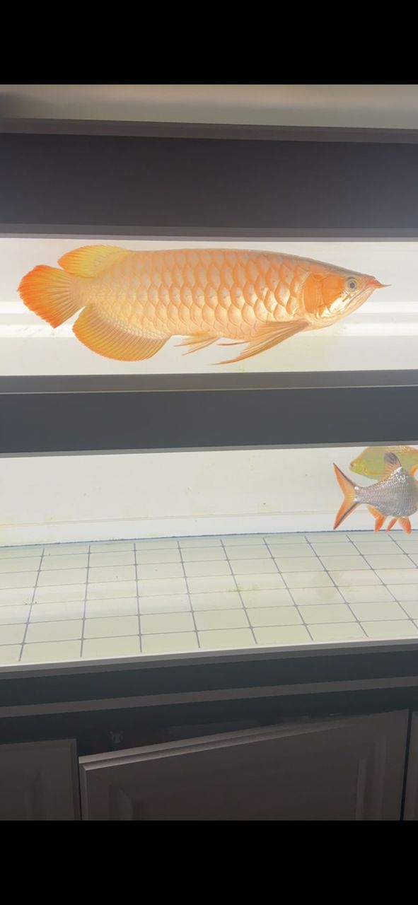 掌控之中 掌控之中 龍魚論壇 第2張