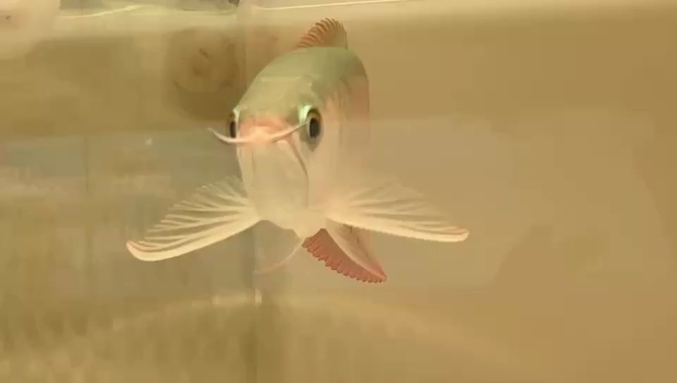 我的虎魚真菌感染了要怎么處理 新朋友 龍魚論壇 新朋友 新朋友 龍魚論壇