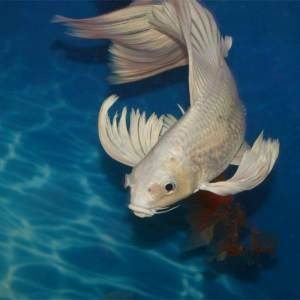 魟魚白點發黃了還能白回來嗎：魟魚白點發黃了還能白回來嗎[需手動填充]魚白點發黃了還能白回來嗎