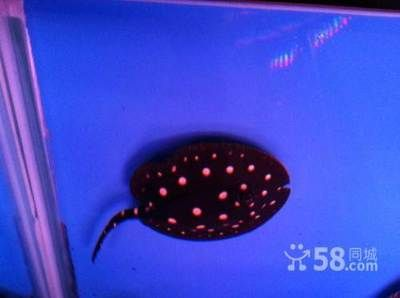 魟魚白點發黃了還能白回來嗎：魟魚白點發黃了還能白回來嗎[需手動填充]魚白點發黃了還能白回來嗎