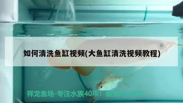 沙河口區花魚世界花店