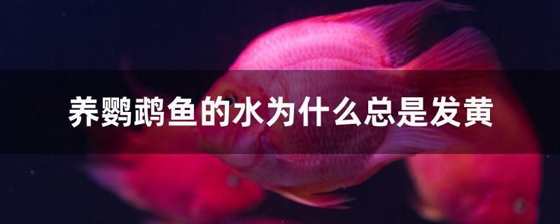 龍魚鱗片擦傷會不會好起來vs祥龍魚場：龍魚鱗片擦傷是否會自愈