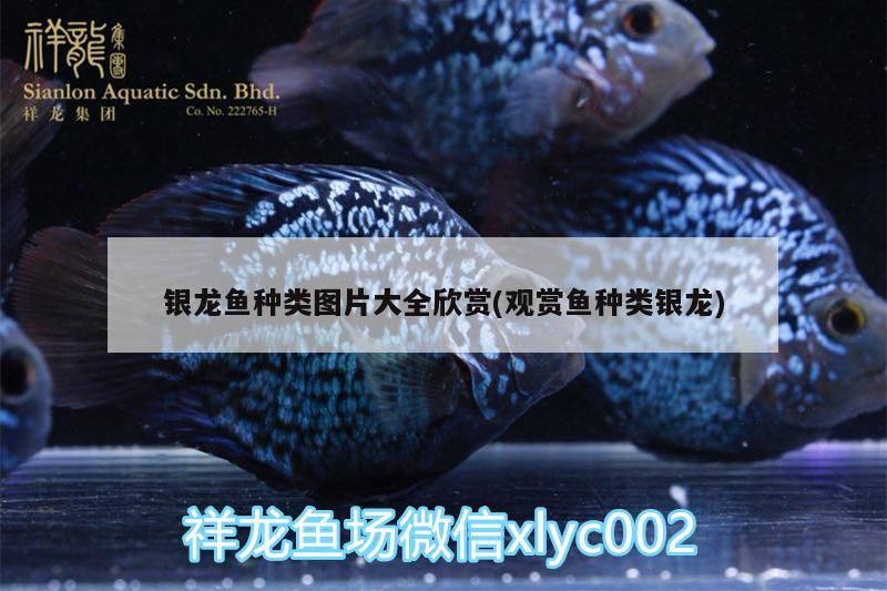 銀龍魚種類圖片大全欣賞(觀賞魚種類銀龍)