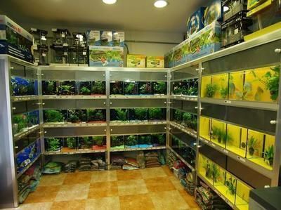 龍魚白點病怎么治最好呢vs祥龍魚場：治療龍魚白點病的藥物，龍魚日常護理要點