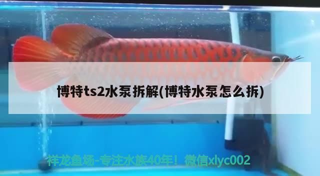 魚缸過(guò)濾器選購(gòu)指南:自制魚缸過(guò)濾器魚缸上置過(guò)濾器對(duì)于養(yǎng)魚愛(ài)好者的必備知識(shí) 博特ts2水泵拆解(博特水泵怎么拆) 博特水族 博特ts2水泵拆解(博特水泵怎么拆) 博特ts2水泵拆解(博特水泵怎么拆) 博特水族