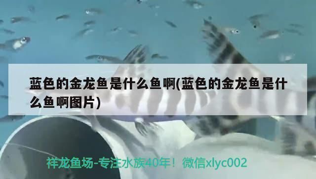 藍色過背金龍魚叫什么名字啊圖片：藍色過背金龍魚 藍色過背金龍魚叫什么名字啊圖片：藍色過背金龍魚 金龍魚百科 第2張