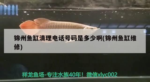 錦州魚缸清理電話號碼是多少啊(錦州魚缸維修)