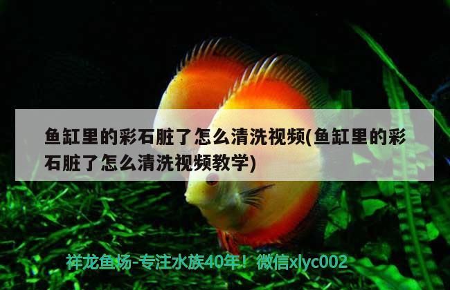 魚缸里的彩石臟了怎么清洗視頻(魚缸里的彩石臟了怎么清洗視頻教學)