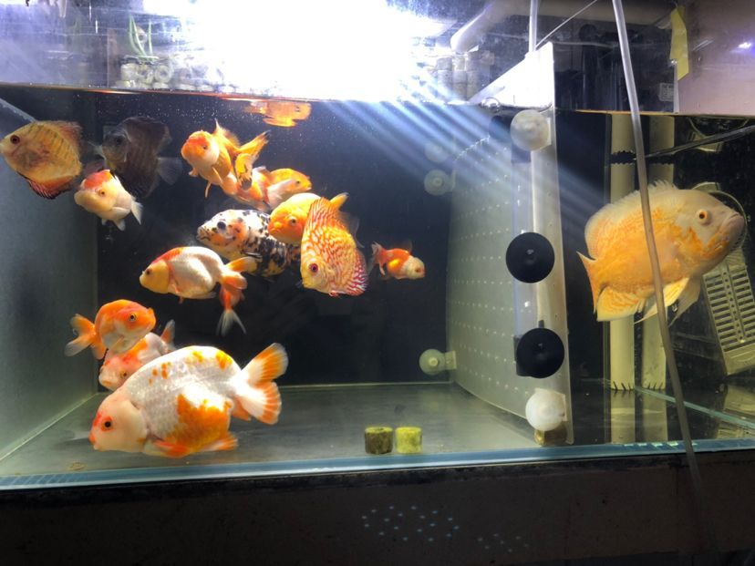 西安市新城區海麗雅水族店 西安市新城區海麗雅水族店 全國水族館企業名錄 第2張