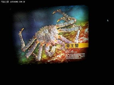 水族館起什么名字霸氣：水族館起名如何體現霸氣