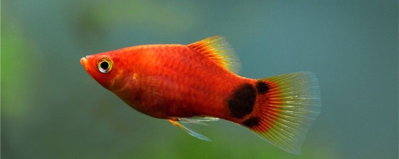 魚缸用增氧泵價格是多少:魚缸增氧機-xtrac增氧機-xtrac增氧機 魚缸可以用酒精消毒嗎常用的消毒劑有哪些 黃金貓魚百科 魚缸可以用酒精消毒嗎常用的消毒劑有哪些 魚缸可以用酒精消毒嗎常用的消毒劑有哪些 黃金貓魚百科