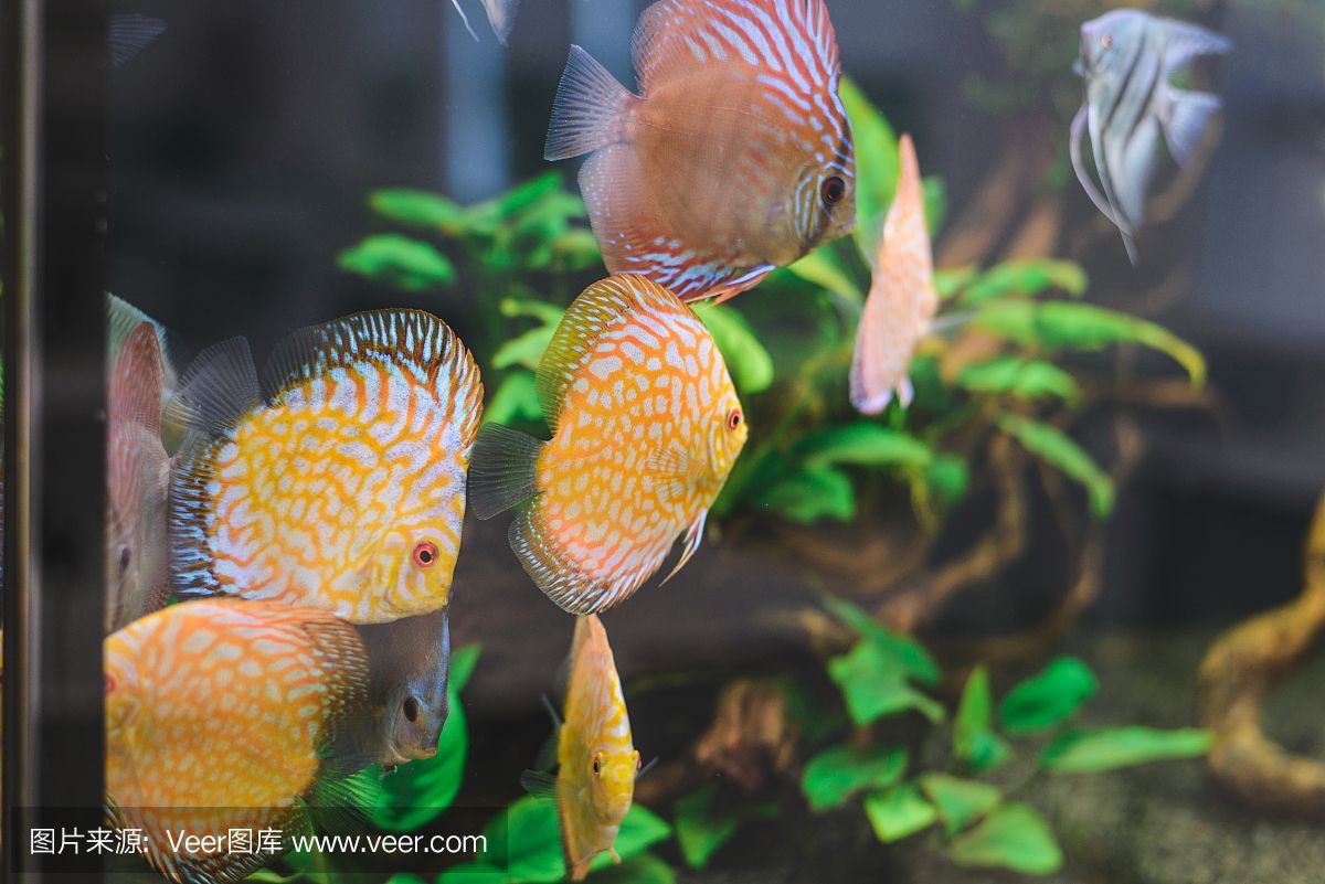 水族館埃及魚飼養技巧：埃及神仙魚的飼養技巧