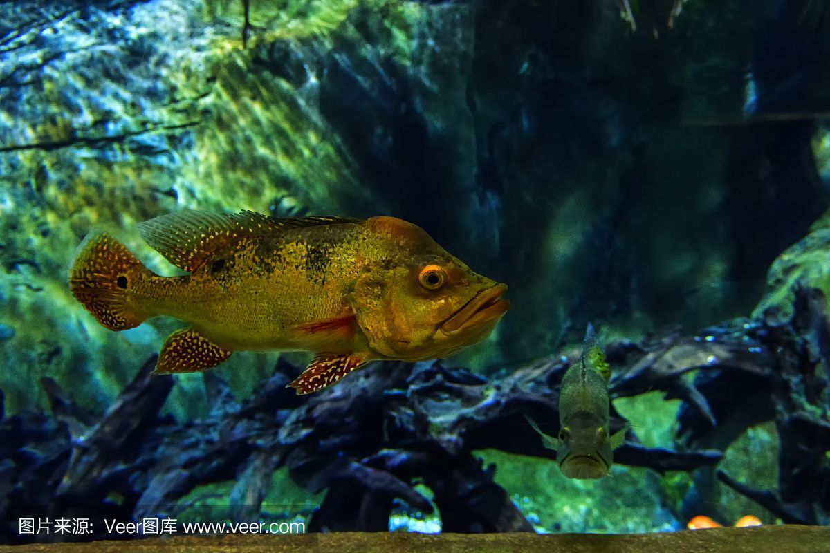 水族館埃及魚飼養技巧：埃及神仙魚的飼養技巧