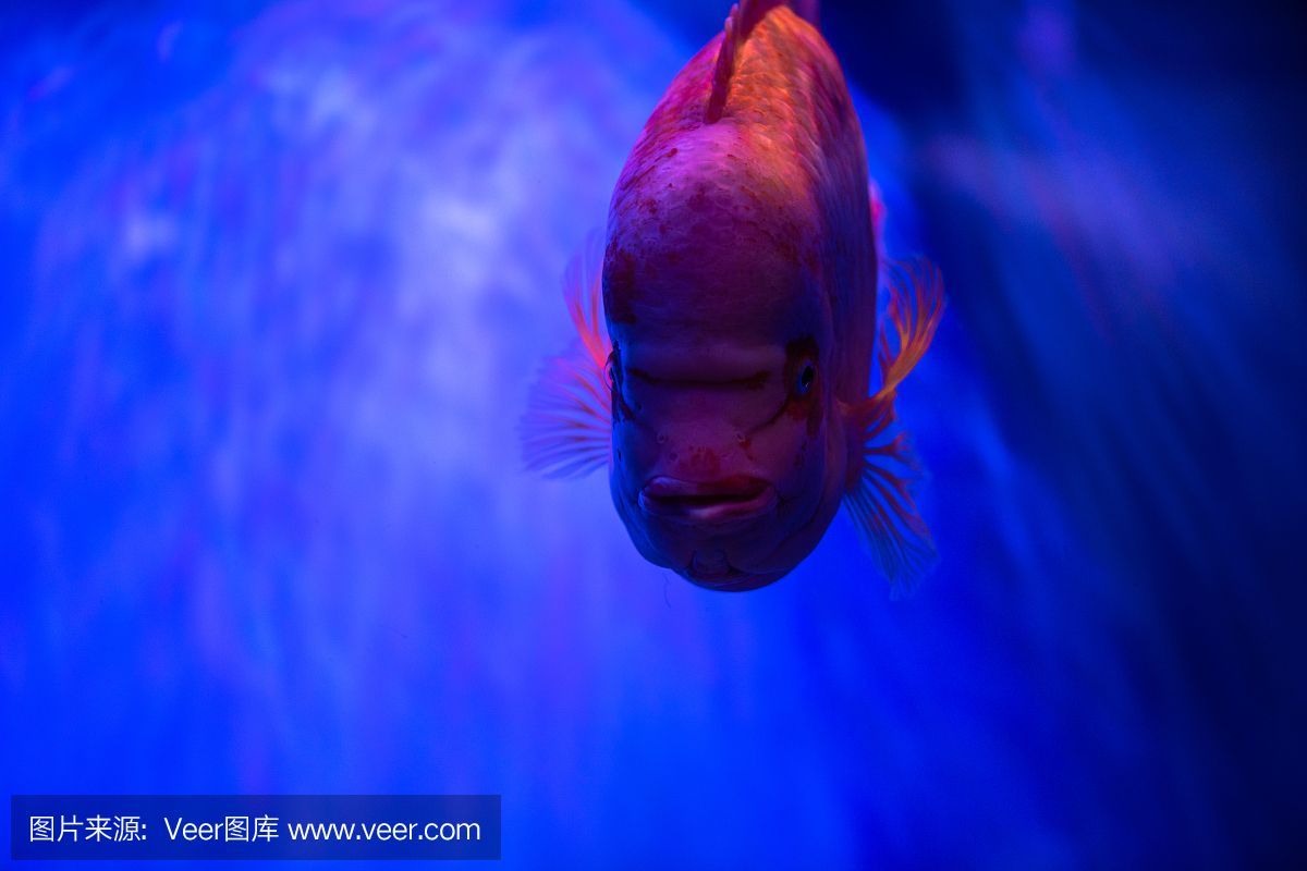 水族館埃及魚飼養技巧：埃及神仙魚的飼養技巧