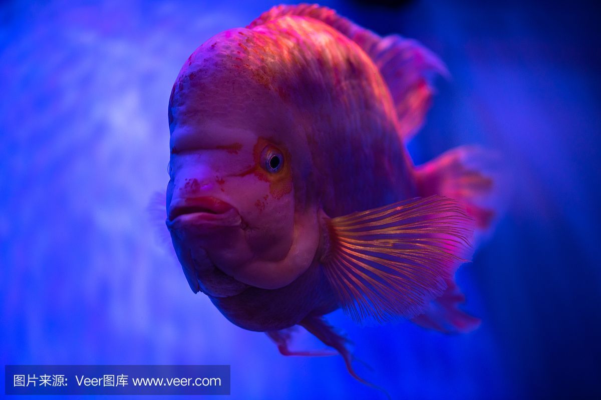 水族館埃及魚飼養(yǎng)技巧：埃及神仙魚的飼養(yǎng)技巧 水族館埃及魚飼養(yǎng)技巧：埃及神仙魚的飼養(yǎng)技巧 水族館百科（水族館加盟） 第4張