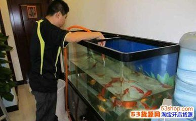 草缸觀賞魚推薦（推薦幾種適合草缸的觀賞魚）