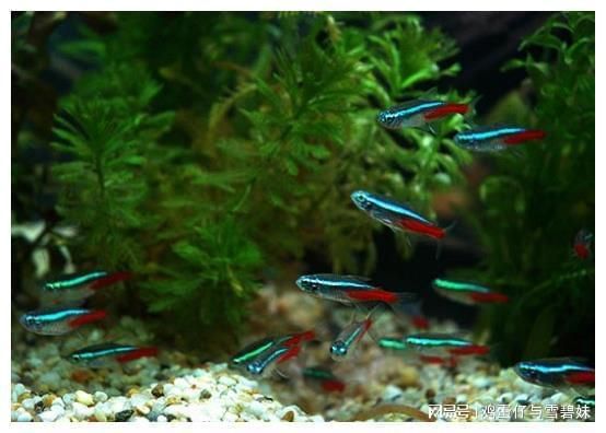 草缸觀賞魚推薦（推薦幾種適合草缸的觀賞魚）