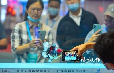 馬印水族是哪個國家的品牌：馬印水族是一個源自中國的品牌,馬印水族是哪個國家的品牌 馬印水族是哪個國家的品牌：馬印水族是一個源自中國的品牌,馬印水族是哪個國家的品牌 馬印水族 第4張