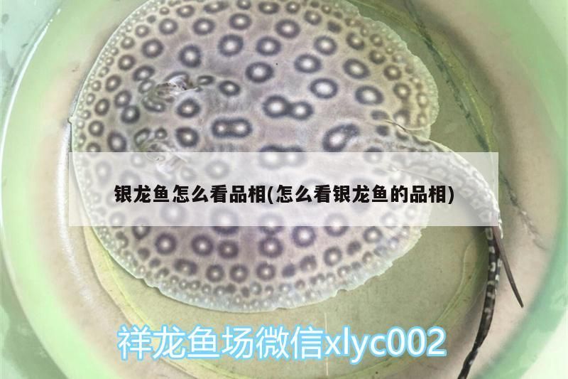 銀龍魚怎么看品相(怎么看銀龍魚的品相) 銀龍魚怎么看品相(怎么看銀龍魚的品相) 銀龍魚百科