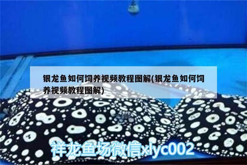 銀龍魚如何飼養視頻教程圖解(銀龍魚如何飼養視頻教程圖解)