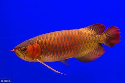 紅龍魚發(fā)色前兆：紅龍魚發(fā)色前兆詳細信息：紅龍魚發(fā)色前兆 紅龍魚發(fā)色前兆：紅龍魚發(fā)色前兆詳細信息：紅龍魚發(fā)色前兆 紅龍魚百科 第5張