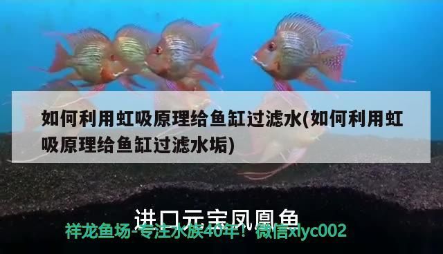 如何利用虹吸原理給魚缸過濾水(如何利用虹吸原理給魚缸過濾水垢)
