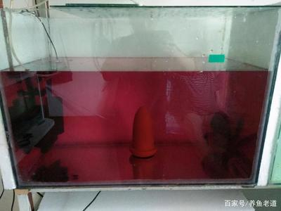 十大名貴錦鯉，水中藝術(shù)品鑒賞，（注，根據(jù)您之前提到的十大名貴錦鯉相關(guān)內(nèi)容，生成此標(biāo)題。若需調(diào)整方向，可補(bǔ)充說(shuō)明具體內(nèi)容要求。）